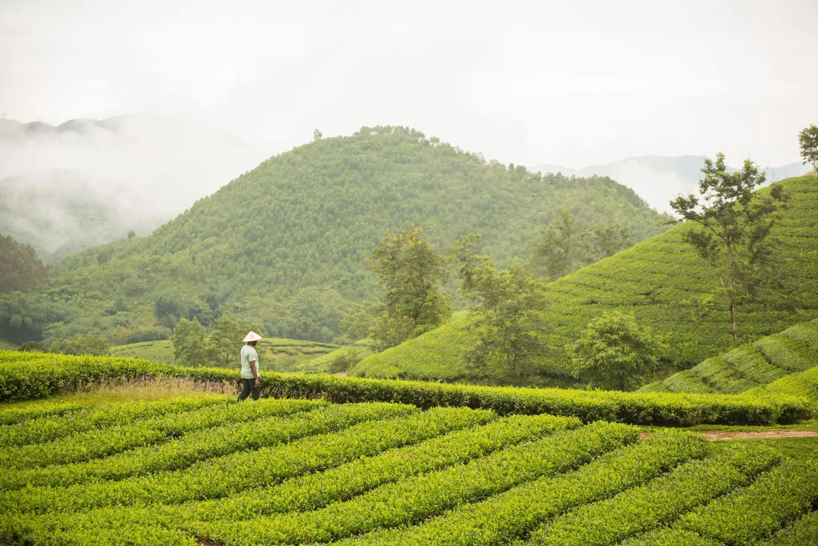 Một người đội nón lá đi giữa những hàng chè xanh dưới đồi núi mờ sương ở Phú Thọ. Một người đội nón lá đi giữa những hàng chè xanh dưới đồi núi mờ sương ở Phú Thọ.