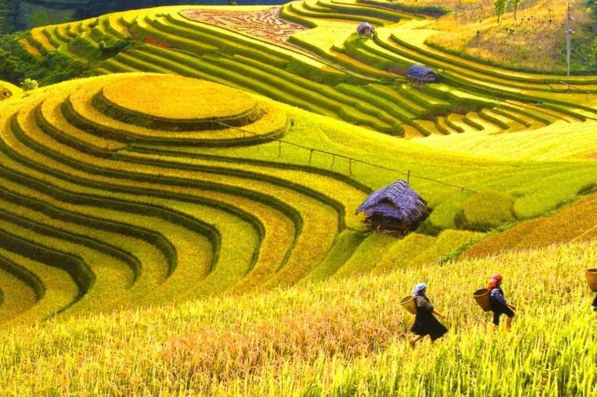 Ruộng bậc thang vàng óng uốn lượn trên đồi ở Mai Châu, nông dân mang gùi đi giữa cánh đồng. Ruộng bậc thang vàng óng uốn lượn trên đồi ở Mai Châu, nông dân mang gùi đi giữa cánh đồng.