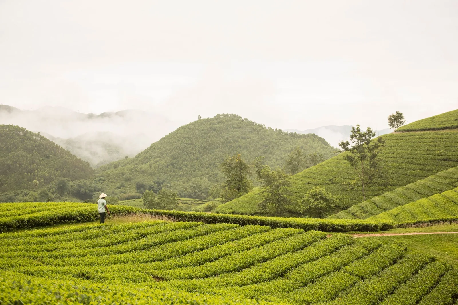 Một người đội nón lá đi giữa những nương chè xanh mướt dưới đồi núi mờ sương ở Phú Thọ. Một người đội nón lá đi giữa những nương chè xanh mướt dưới đồi núi mờ sương ở Phú Thọ.