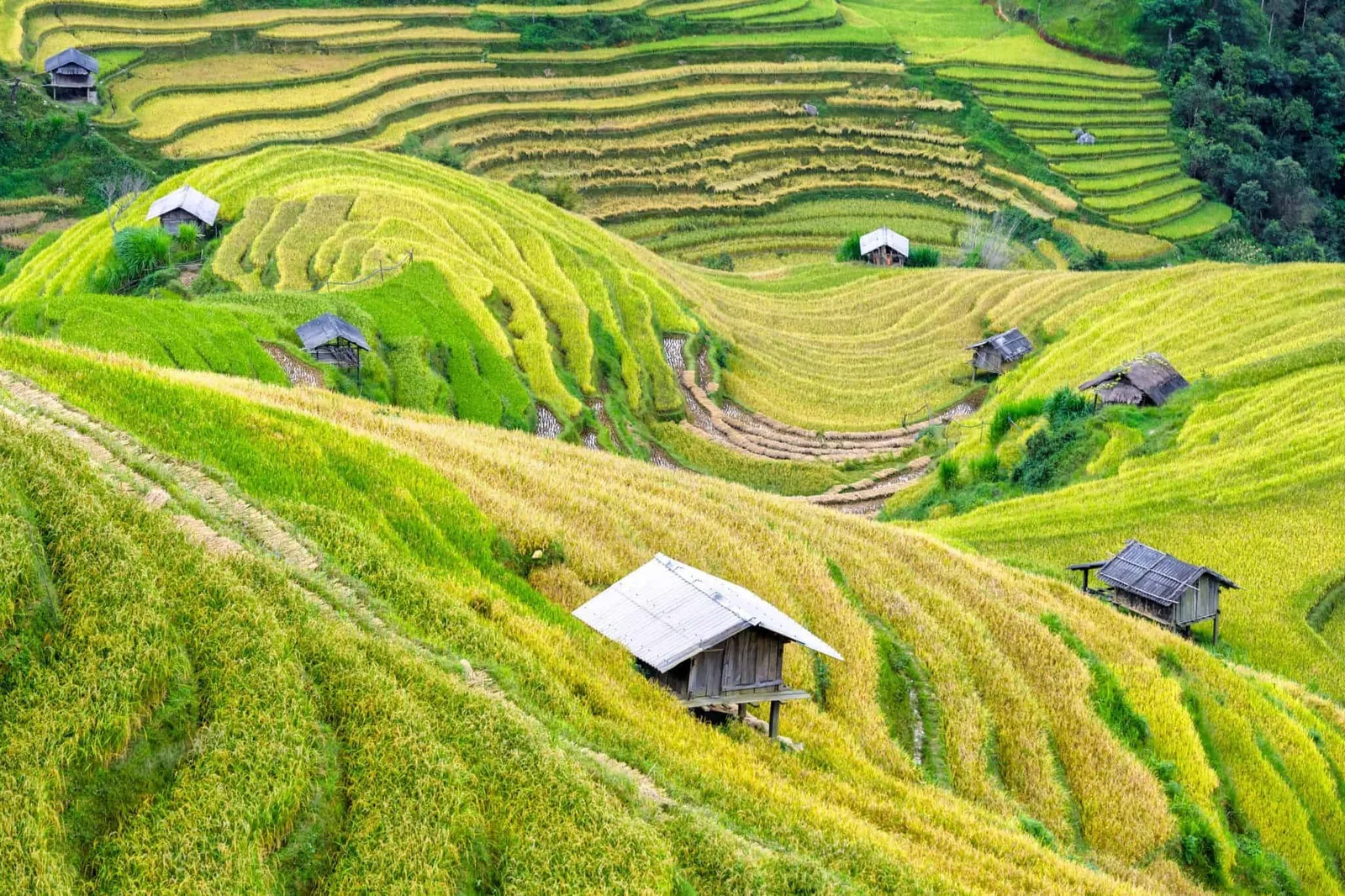 Những thửa ruộng bậc thang vàng xanh uốn lượn trên đồi với các chòi gỗ nhỏ gần Mai Châu. Những thửa ruộng bậc thang vàng xanh uốn lượn trên đồi với các chòi gỗ nhỏ gần Mai Châu.