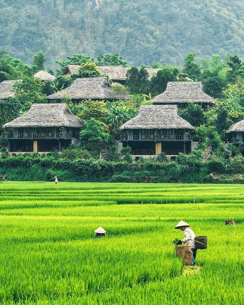 Nông dân đội nón lá làm việc trên ruộng lúa xanh mướt bên những ngôi nhà sàn mái tranh ở thung lũng Mai Châu. Nông dân đội nón lá làm việc trên ruộng lúa xanh mướt bên những ngôi nhà sàn mái tranh ở thung lũng Mai Châu.