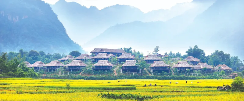 Những ngôi nhà sàn mái lá nằm giữa ruộng lúa vàng với dãy núi mờ sương phía sau ở thung lũng Mai Châu. Những ngôi nhà sàn mái lá nằm giữa ruộng lúa vàng với dãy núi mờ sương phía sau ở thung lũng Mai Châu.